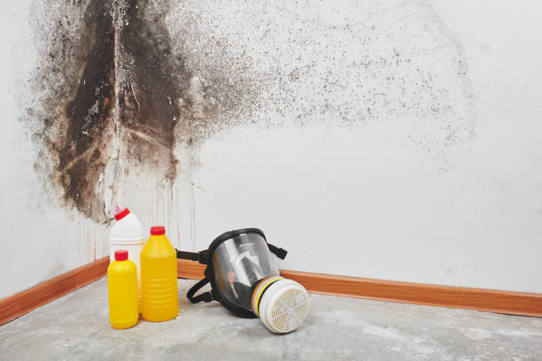 Best White Mold Remediation in Powell, OH