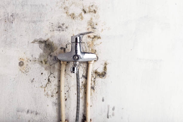 Best Kitchen Mold Remediation in Powell, OH
