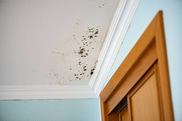 Best Attic Mold Remediation in Powell, OH