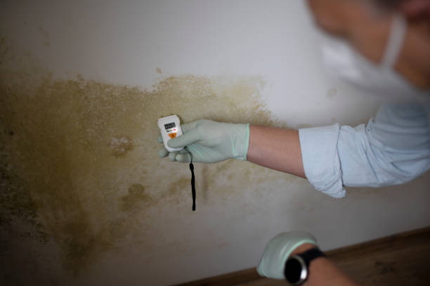 Best Residential Mold Remediation in Powell, OH