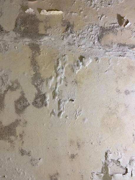 Best Mold Remediation for Specific Building Types in Powell, OH