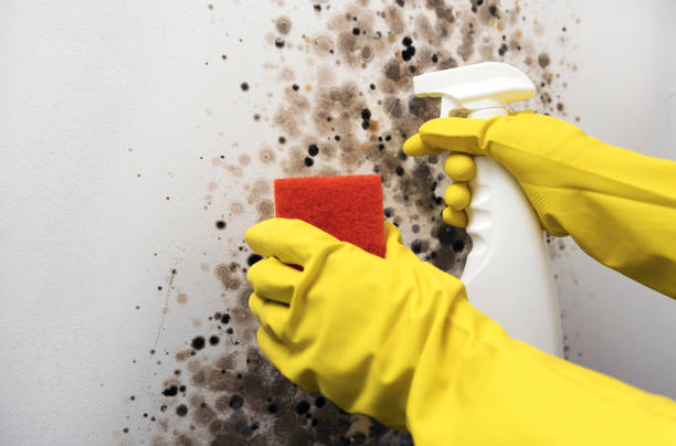 Best Residential Mold Remediation in Powell, OH