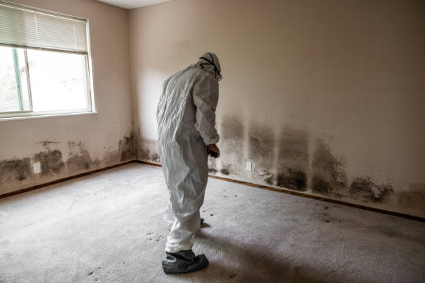 Best Emergency Mold Remediation in Powell, OH