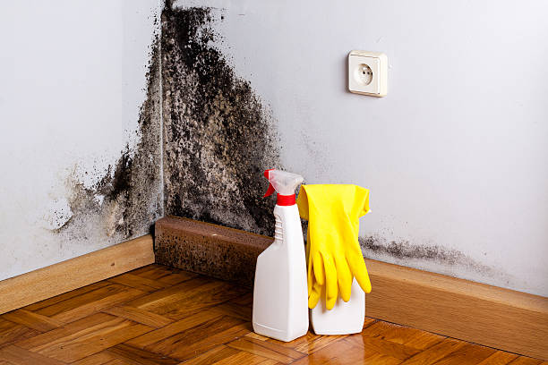 Best Mold Testing and Inspection Services in Powell, OH